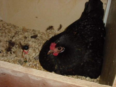 Soldat poule Soldat poule