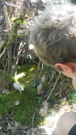 cabane de fees cabane de fees