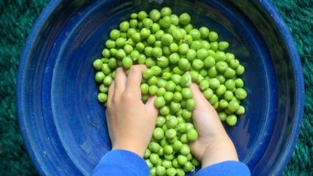 petits pois mains