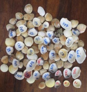 coquillages multiplications coquillages multiplications