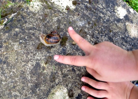 cornes escargot