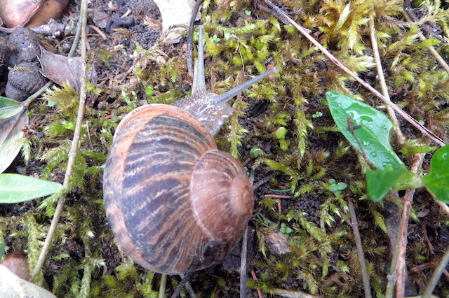 escargot seul
