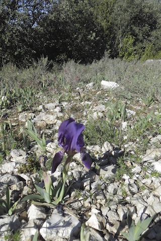iris nain Ventoux