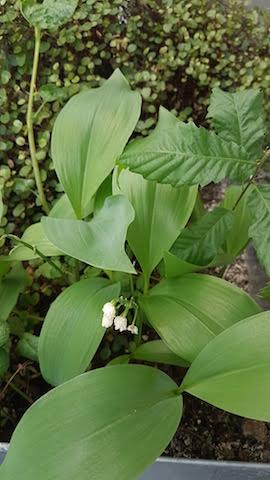 muguet jardin